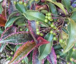 Attēlu rezultāti vaicājumam “Euonymus europaeus leaf”