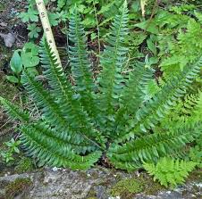 Attēlu rezultāti vaicājumam “Polystichum lonchitis”