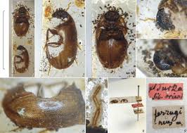 Attēlu rezultāti vaicājumam “Enochrus affinis”