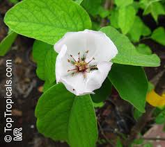 Attēlu rezultāti vaicājumam “Cydonia oblonga flower”