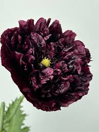 Image result for Papaver somniferum Black
