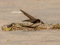 Image result for Ptyonoprogne rupestris