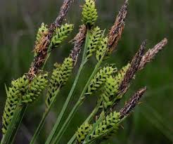 Attēlu rezultāti vaicājumam “Carex cespitosa flower”