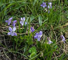 Attēlu rezultāti vaicājumam “Viola rupestris bud”