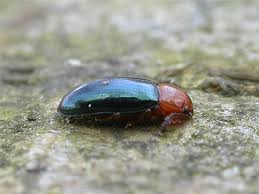 Attēlu rezultāti vaicājumam “Triplax aenea”