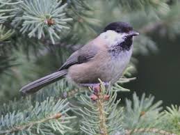 Attēlu rezultāti vaicājumam “Poecile montanus adult”