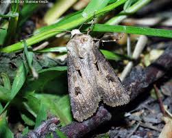 Attēlu rezultāti vaicājumam “Agrotis exclamationis”