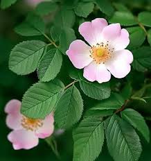 Attēlu rezultāti vaicājumam “Rosa canina”