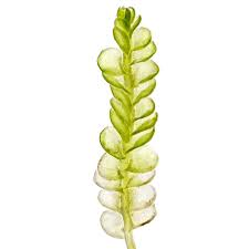 Attēlu rezultāti vaicājumam “Odontoschisma denudatum”