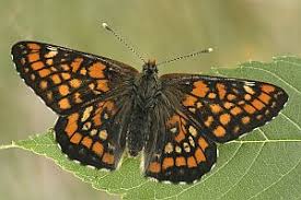 Attēlu rezultāti vaicājumam “Euphydryas maturna”