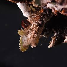 Attēlu rezultāti vaicājumam “Cribraria oregana macro”