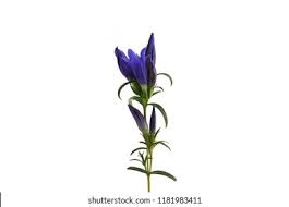 Attēlu rezultāti vaicājumam “Gentiana pneumonanthe flower”