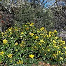 Attēlu rezultāti vaicājumam “Mahonia aquifolium flower”