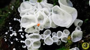 Attēlu rezultāti vaicājumam “Rimbachia neckerae”