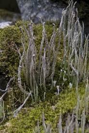 Attēlu rezultāti vaicājumam “Cladonia cornuta”