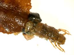 Attēlu rezultāti vaicājumam “Potamophylax”