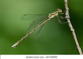 Attēlu rezultāti vaicājumam “Lestes virens”