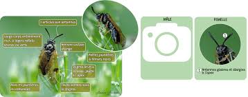 Attēlu rezultāti vaicājumam “Arge ustulata”