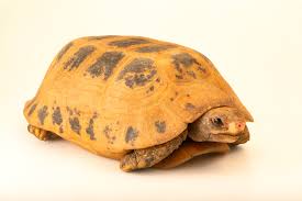 Attēlu rezultāti vaicājumam “Tortula lingulata macro”