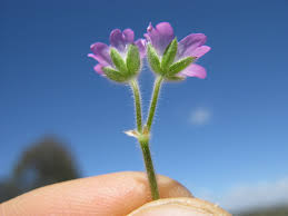 Attēlu rezultāti vaicājumam “Geranium molle flower”