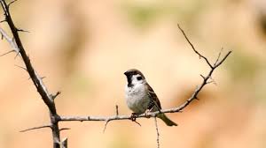 Image result for Passer montanus