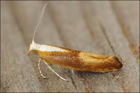 Attēlu rezultāti vaicājumam “Argyresthia albistria”