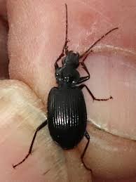 Attēlu rezultāti vaicājumam “Limodromus assimilis”