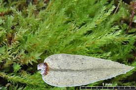 Attēlu rezultāti vaicājumam “Pohlia cruda”