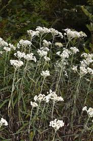 Attēlu rezultāti vaicājumam “Anaphalis margaritacea leaf”
