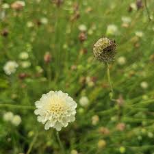Image result for Scabiosa ochroleuca