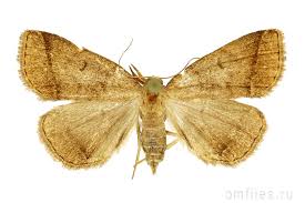 Attēlu rezultāti vaicājumam “Zanclognatha tarsipennalis”