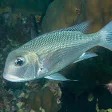 Image result for Monotaxis grandoculis