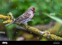 Attēlu rezultāti vaicājumam “Carduelis flammea female”