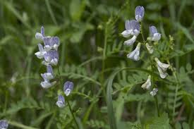 Attēlu rezultāti vaicājumam “Vicia sylvatica flower”