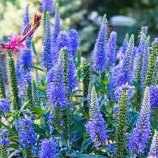 Attēlu rezultāti vaicājumam “Veronica longifolia flower”