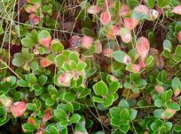 Attēlu rezultāti vaicājumam “Exobasidium cassandrae”