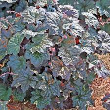 Image result for HEUCHERA americana 'Palace Purple Auslese'