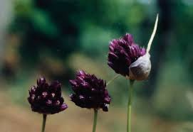 Attēlu rezultāti vaicājumam “Allium oleraceum bud”