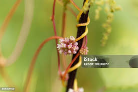 Attēlu rezultāti vaicājumam “Cuscuta europaea”