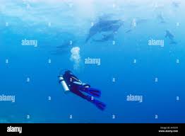 Image result for Dolphin Sub Aqua