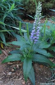 Attēlu rezultāti vaicājumam “Veronica longifolia leaf”