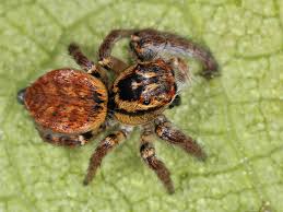 Attēlu rezultāti vaicājumam “Xanthogramma sp.”