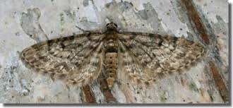 Attēlu rezultāti vaicājumam “Eupithecia tantillaria”