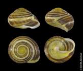 Attēlu rezultāti vaicājumam “Cepaea hortensis”