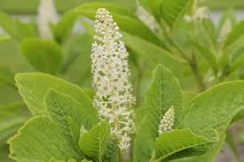 Attēlu rezultāti vaicājumam “Phytolacca acinosa leaf”