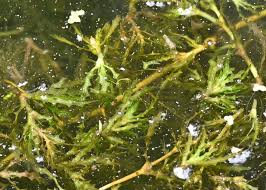 Attēlu rezultāti vaicājumam “Najas marina leaf”