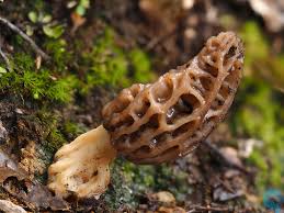 Attēlu rezultāti vaicājumam “Morchella sp.”