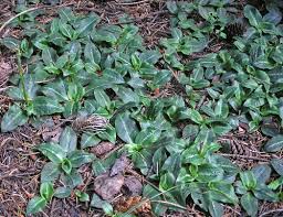 Attēlu rezultāti vaicājumam “Goodyera repens bud”