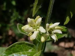 Attēlu rezultāti vaicājumam “Vincetoxicum hirundinaria flower”