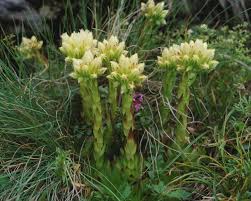 Attēlu rezultāti vaicājumam “Jovibarba globifera”